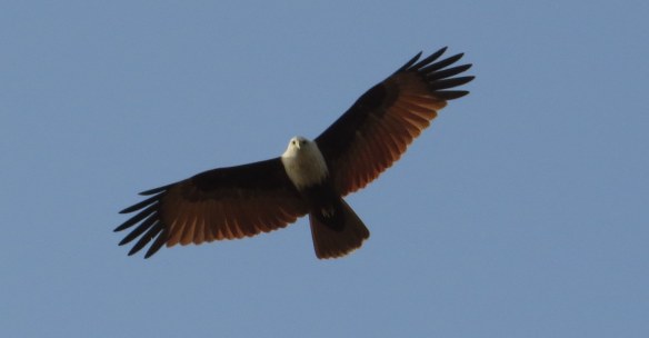 A Brahminy Kite