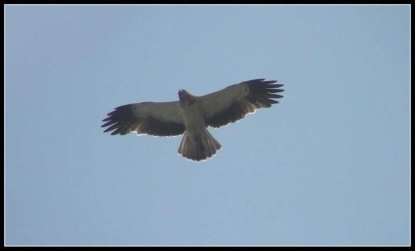 Booted Eagle- Pale Morph..a winter visitor to India