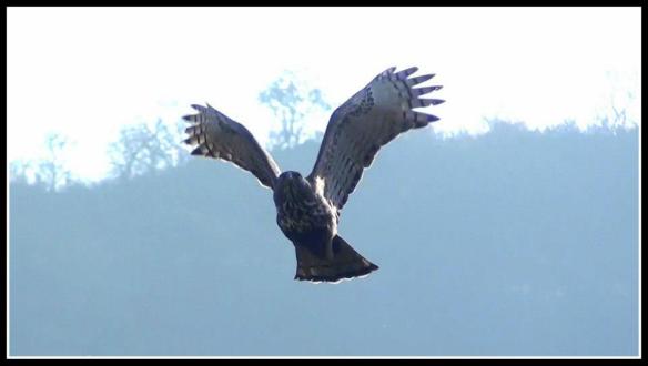 A Crested Hawk Eagle taking off