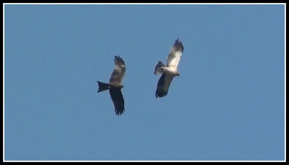 A black Kite (Left) and a Booted Eagle (Right). My first image of a Booted Eagle at the time when I spotted in Nov 2012
