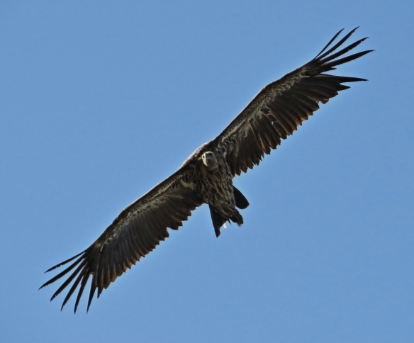 A Himalayan Griffin. A vulture species found in the North of India.
