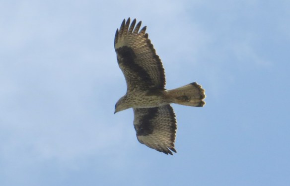 Bonelli's Eagle. Our very own royal resident raptor.